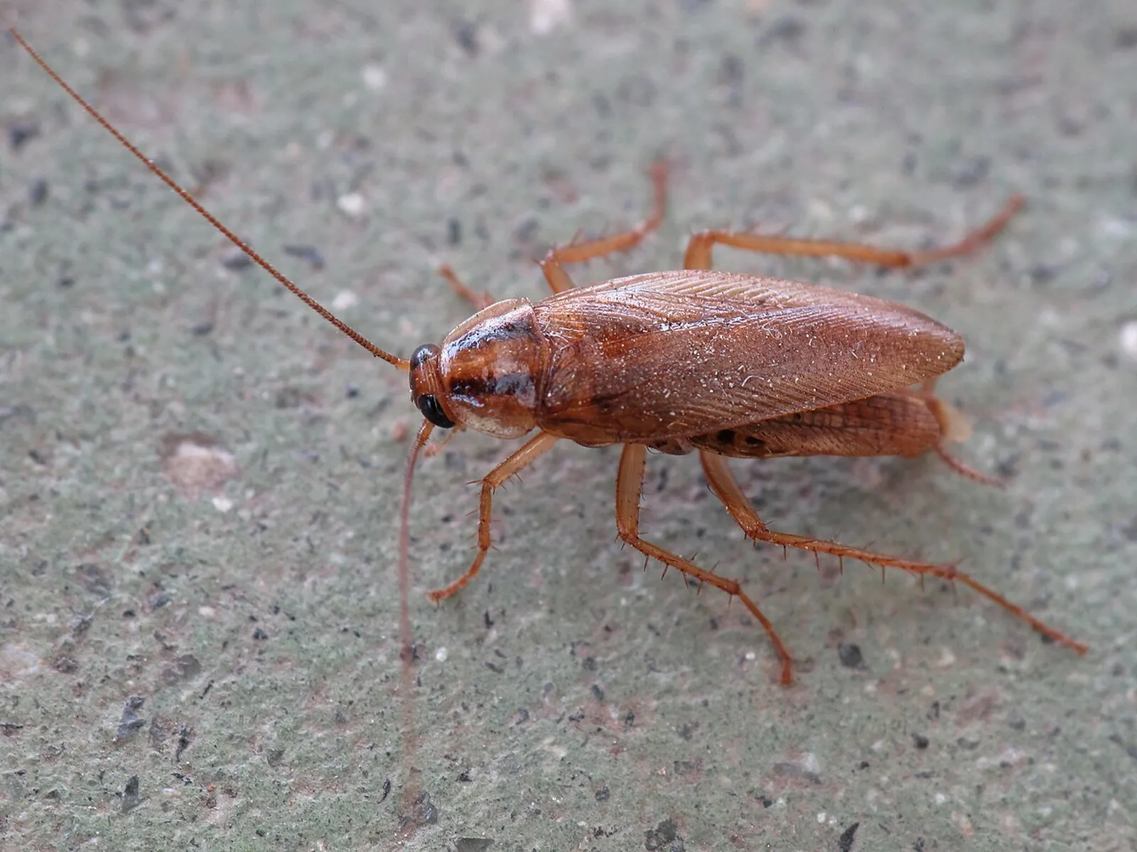 Cockroach control treatment